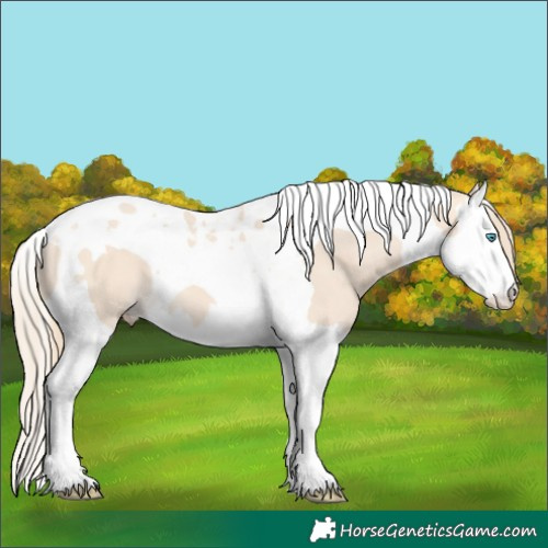 Horse Color:Perlino Splash Tobiano 