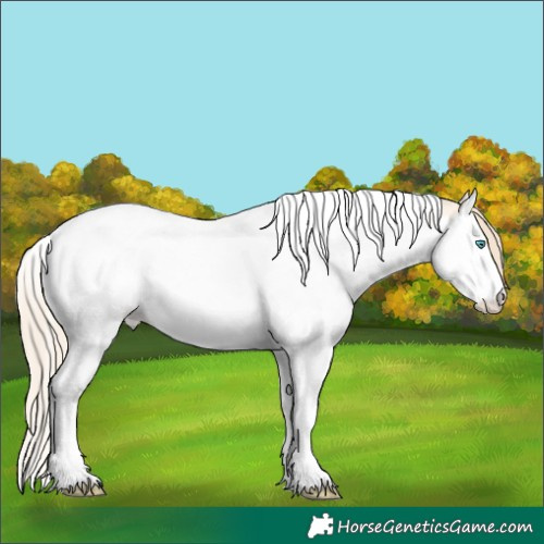 Horse Color:Perlino Roan Splash Tobiano 