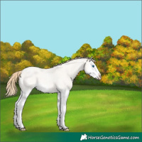 Horse Color:Perlino Roan Dun Splash 