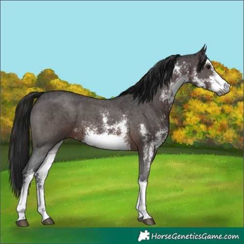 Horse Color:Gray White Spotted Bay Sabino 