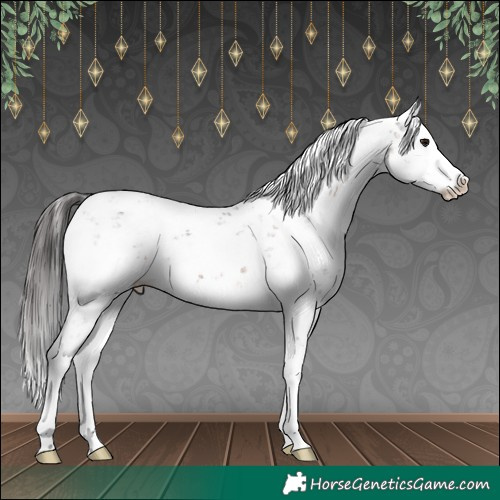 Horse Color:Brown Sabino Splash Appaloosa 