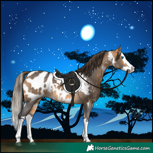 Horse Color:White Spotted Buckskin Sabino Splash Appaloosa 