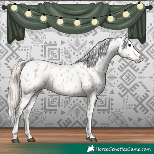 Horse Color:Palomino Roan Splash Appaloosa 