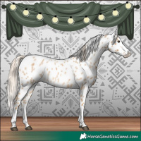 Horse Color:Palomino Roan Splash Appaloosa 