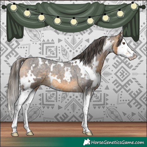 Horse Color:White Spotted Buckskin Roan Splash Appaloosa 