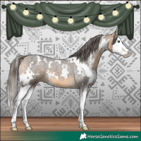 Horse Color:White Spotted Buckskin Roan Splash Appaloosa