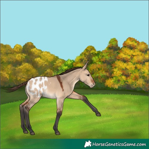 Horse Color:Bay Dun Appaloosa 