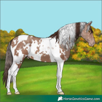 Horse Color:White Spotted Classic Champagne Tobiano 