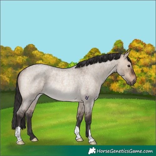 Horse Color:Brown Roan Dun Rabicano 