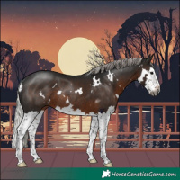 Horse Color:Gray White Spotted Silver Brown Splash Rabicano 