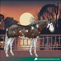Horse Color:Gray White Spotted Silver Brown Splash Rabicano 