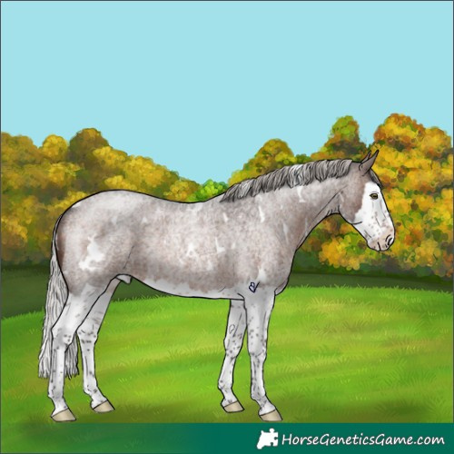 Horse Color:White Spotted Silver Brown Roan Splash Rabicano 