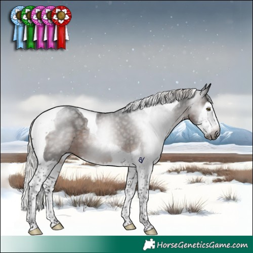Horse Color:Gray Silver Brown Splash Tobiano Rabicano 