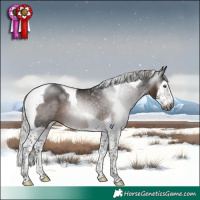 Horse Color:Gray Silver Brown Splash Tobiano Rabicano 