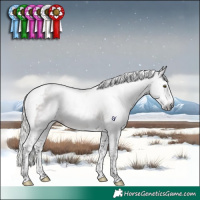Horse Color:Gray Silver Brown Splash Tobiano Rabicano 