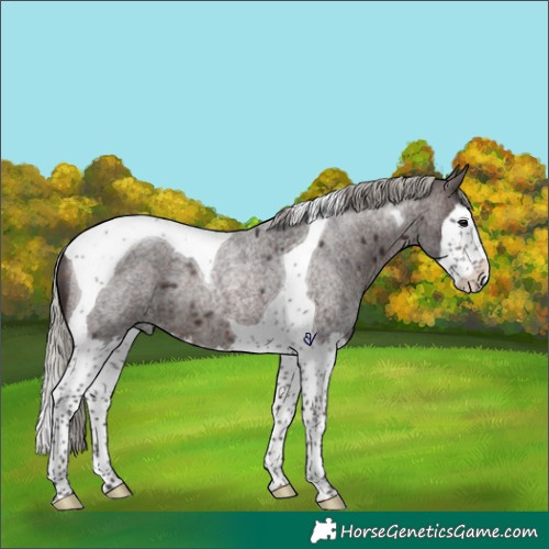 Horse Color:Silver Brown Roan Splash Tobiano Rabicano 