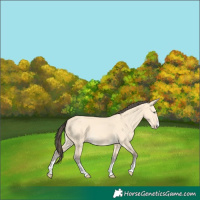 Horse Color:Amber Cream Champagne Dun 