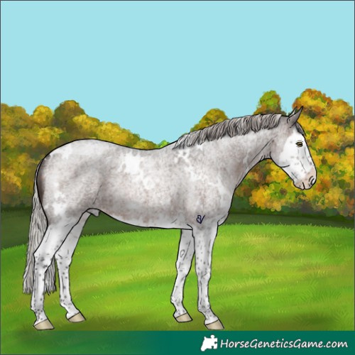 Horse Color:White Spotted Silver Brown Roan Splash Rabicano 