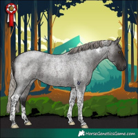 Horse Color:Gray Silver Brown Roan Tobiano Rabicano 