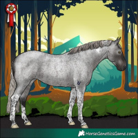 Horse Color:Gray Silver Brown Roan Tobiano Rabicano 