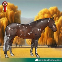 Horse Color:White Spotted Silver Brown Rabicano
