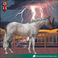 Horse Color:Silver Brown Roan Tobiano Rabicano 