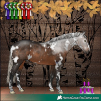 Horse Color:Gray White Spotted Silver Brown Rabicano 