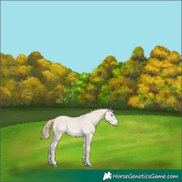 Horse Color:Smoky Creme Dun 