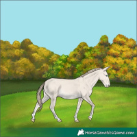 Horse Color:Smoky Creme Dun