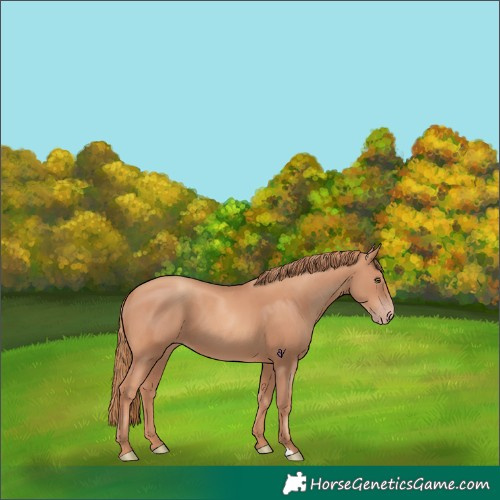 Horse Color:Gold Champagne 
