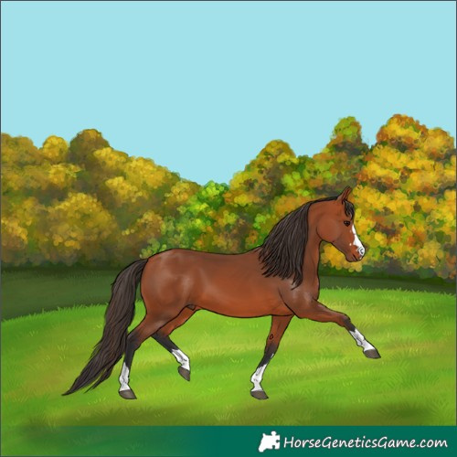 Horse Color:Bay 