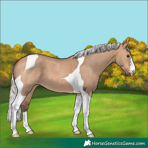 Horse Color:Silver Bay Dun Tobiano 