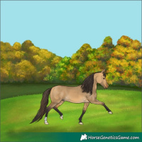 Horse Color:Buckskin Dun