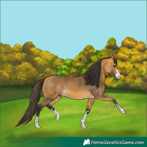 Horse Color:Buckskin 