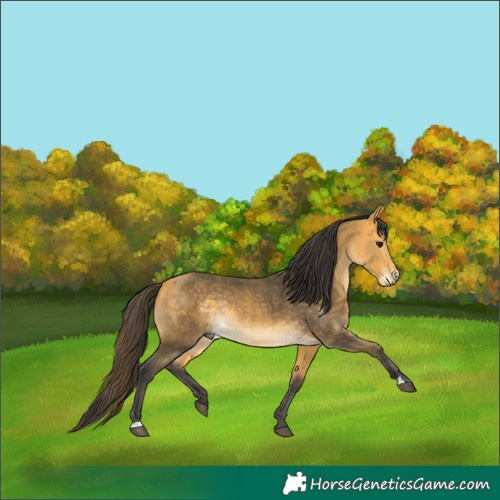 Horse Color:Buckskin Rabicano 
