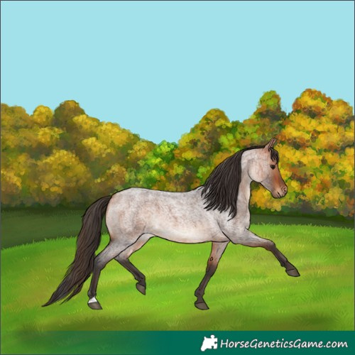 Horse Color:Bay Roan 