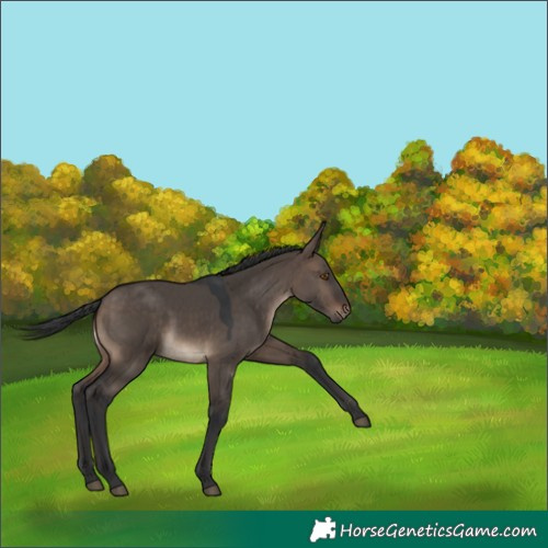 Horse Color:Brown Dun 