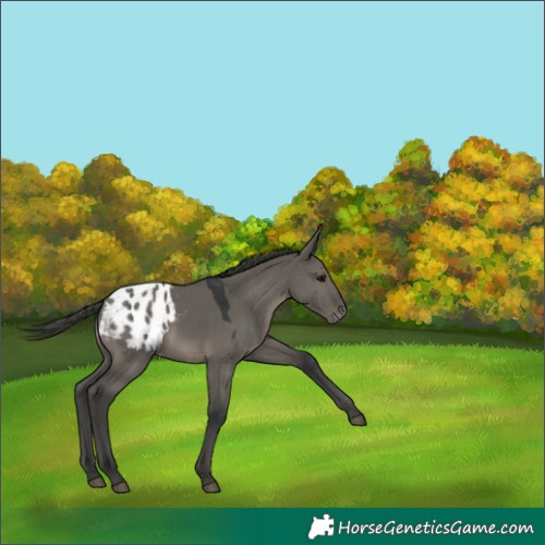 Horse Color:Grullo Appaloosa 