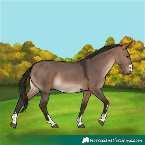 Horse Color:Bay Dun 