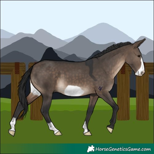 Horse Color:Brown Dun Frame 