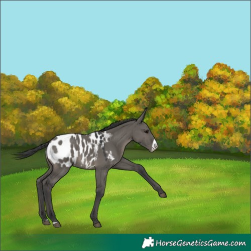 Horse Color:Grullo Frame Appaloosa 