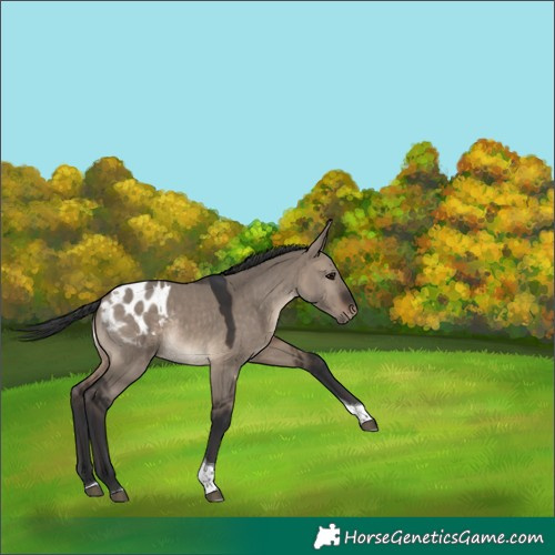Horse Color:Brown Dun Tobiano Appaloosa 