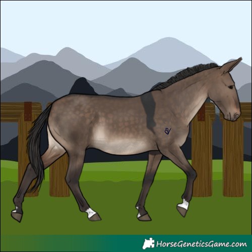Horse Color:Brown Dun 