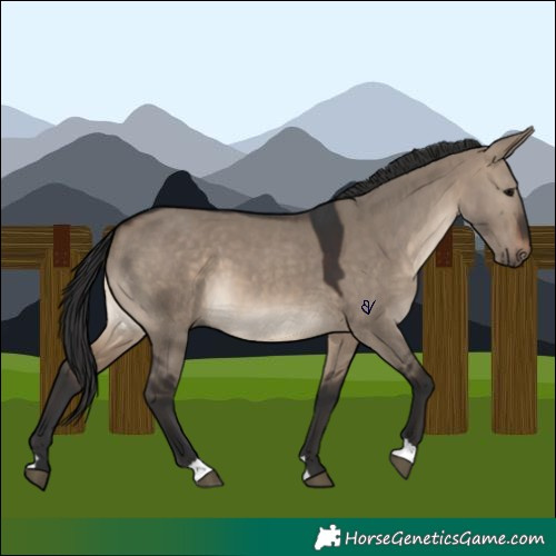 Horse Color:Brown Dun 