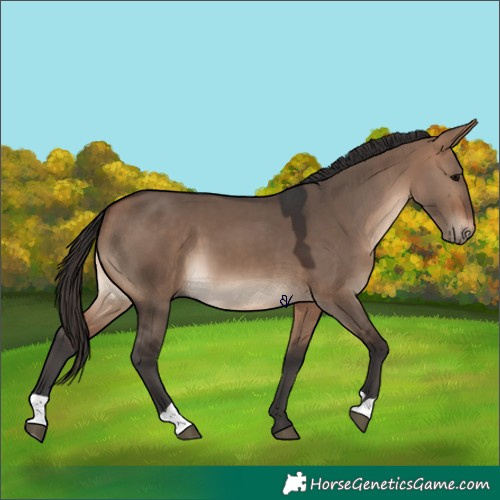 Horse Color:Bay Dun 