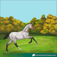 Horse Color:Brown Roan Appaloosa 