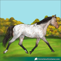 Horse Color:Brown Roan Dun Near Leopard 