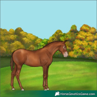 Horse Color:Gray Gold Champagne 
