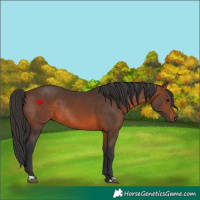 Horse Color:Brown Rabicano and Brown Rabicano