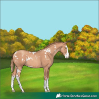Horse Color:White Spotted Gold Champagne Splash 